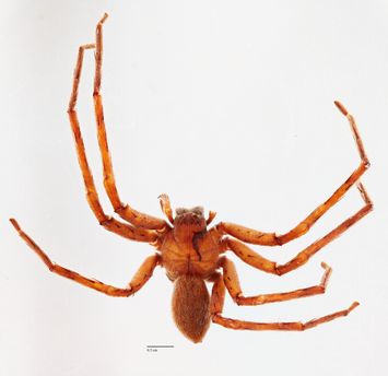 preview Palystes superciliosus L. Koch, 1875